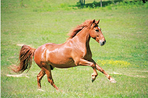 A brown horse galloping in a field
