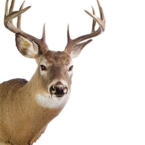 A male deer with two large antlers