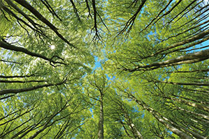 A ground view of trees in a forest stretching to the sky