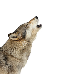 A wolf howling