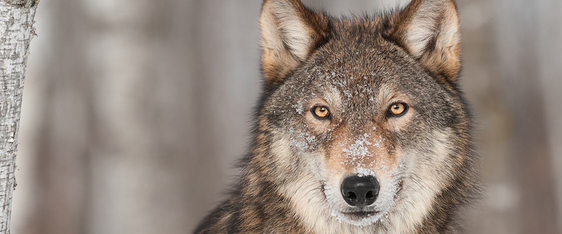 A wolf with specks of snow on its face