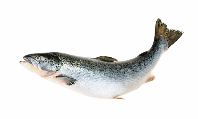 a salmon