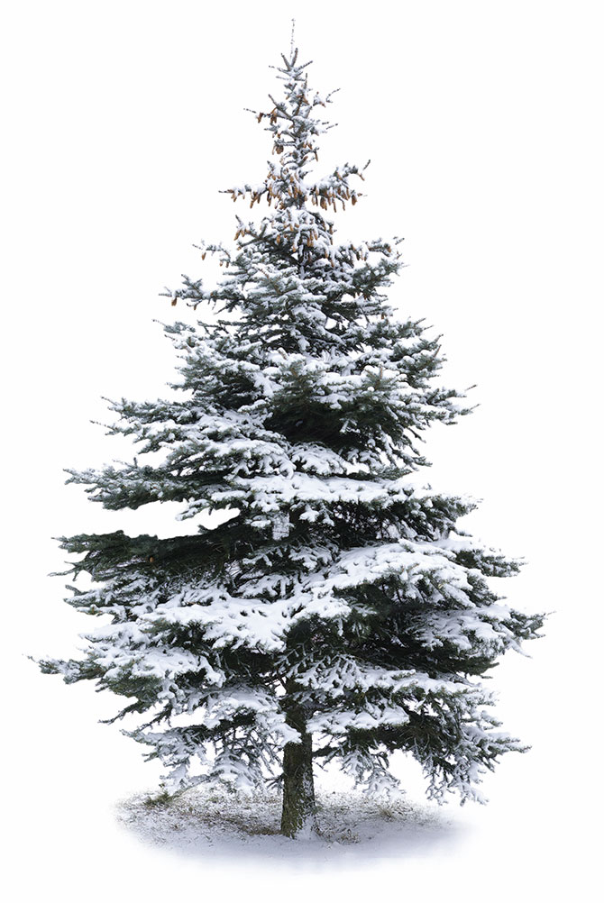 a pine tree with snow on its branches