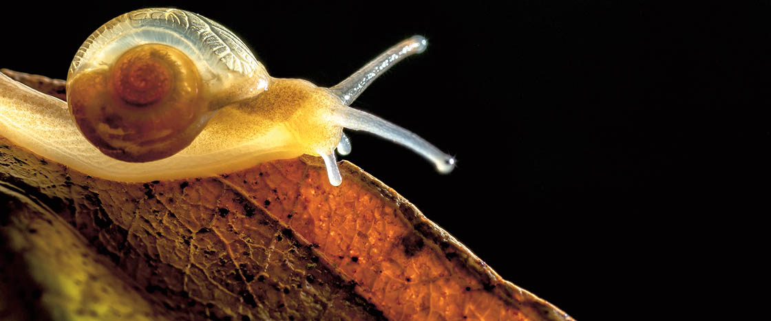 A snail moving on a branch