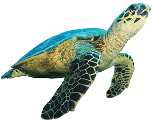 A sea turtle