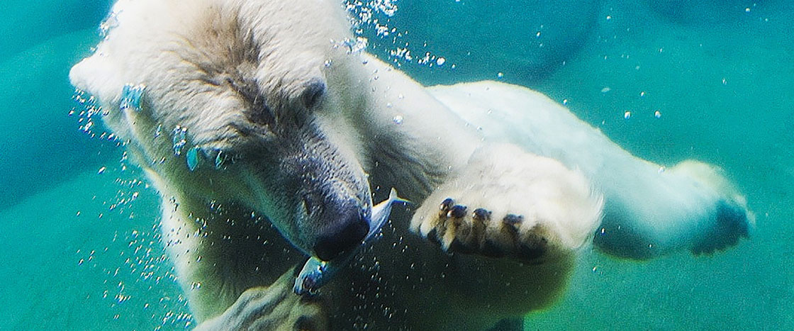 A polar bear underwater eating a fish