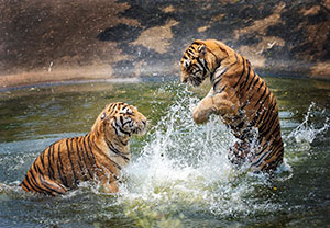 two tigers splash around in the water