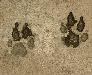 two paw prints in sand