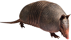 a scaly armadillo