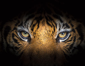 closeup of a tiger&apos;s eyes