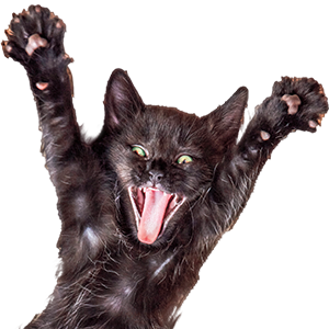 A black kitten howling with its paws in the air 