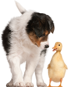 A puppy and chick standing next to each other