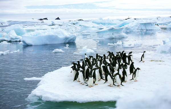 A group of penguins standing on a sheet of ice