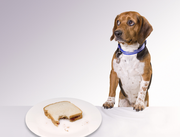 A guilty looking dog and a sandwich with a bite taken out of it