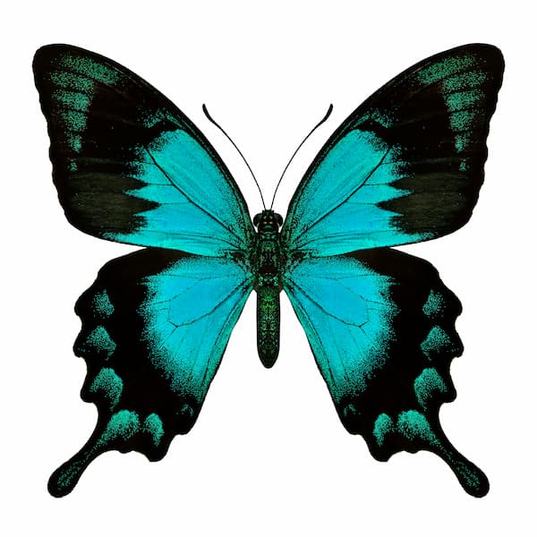 A blue and black butterfly