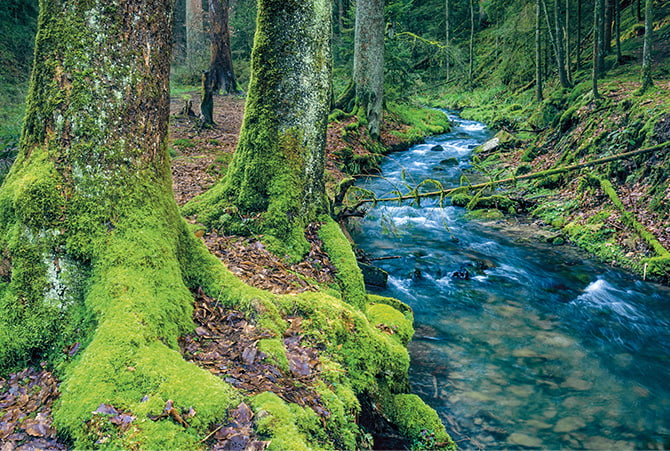 Image of moss-covered trees next to a creek