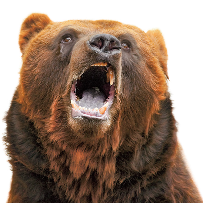 Image of a bear roaring