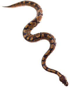 Image of a snake