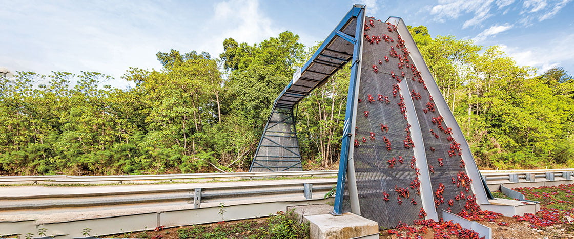 A large quantity of red crabs crossing a bridge