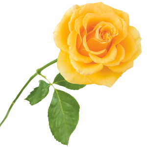 Image of a yellow rose