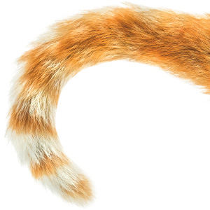 Image of an orange cat tail