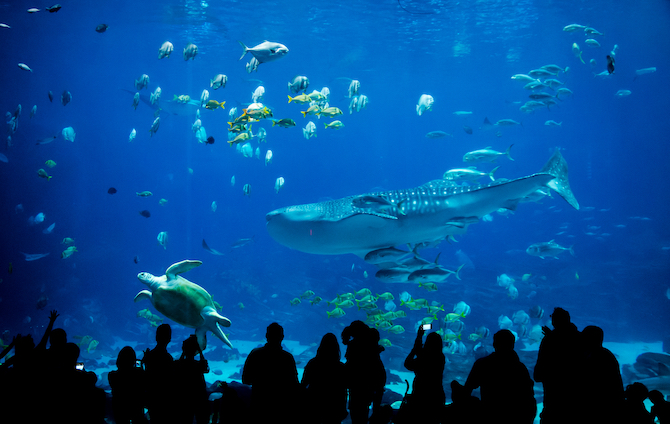 Image of a crowd of people visiting a large fish exhibit in an aquarium