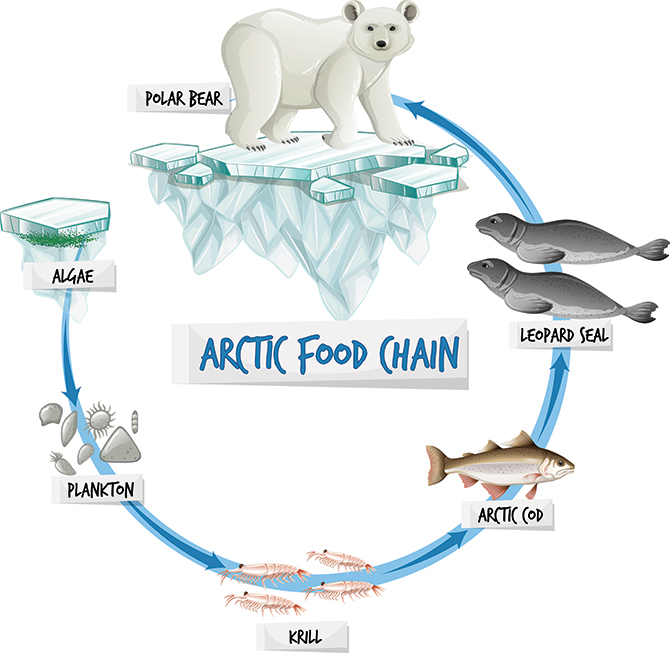 Illustration showing the arctic food chain starting with algae and ending with polar bear