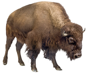 Image of a bison