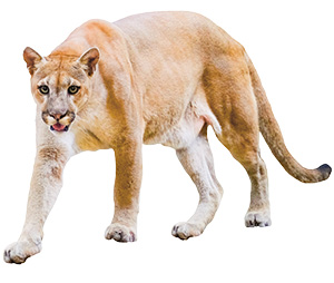 Image of a cougar