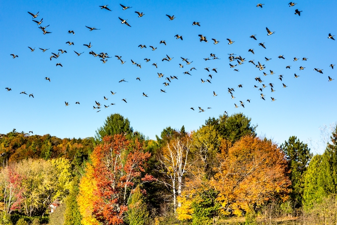 Photo of geese flying over trees in the fall